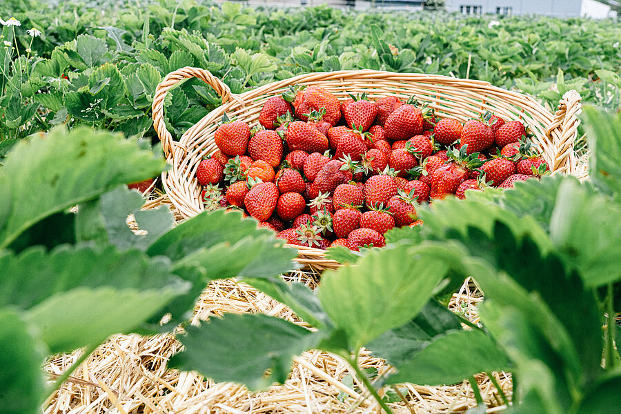 Erdbeeren aus Deutschland