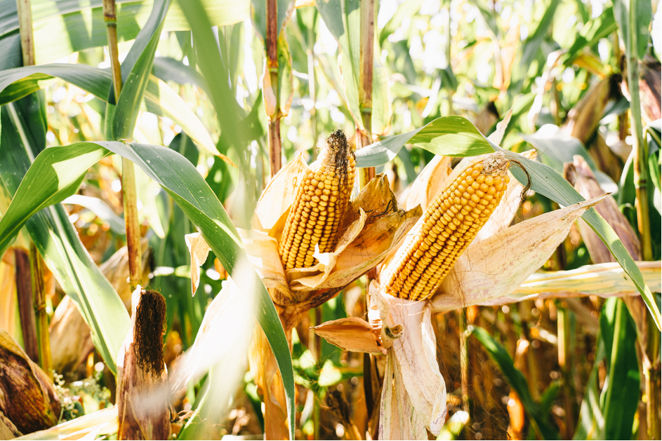 Mais gehört zu den wichtigsten Getreiden in der deutschen Landwirtschaft