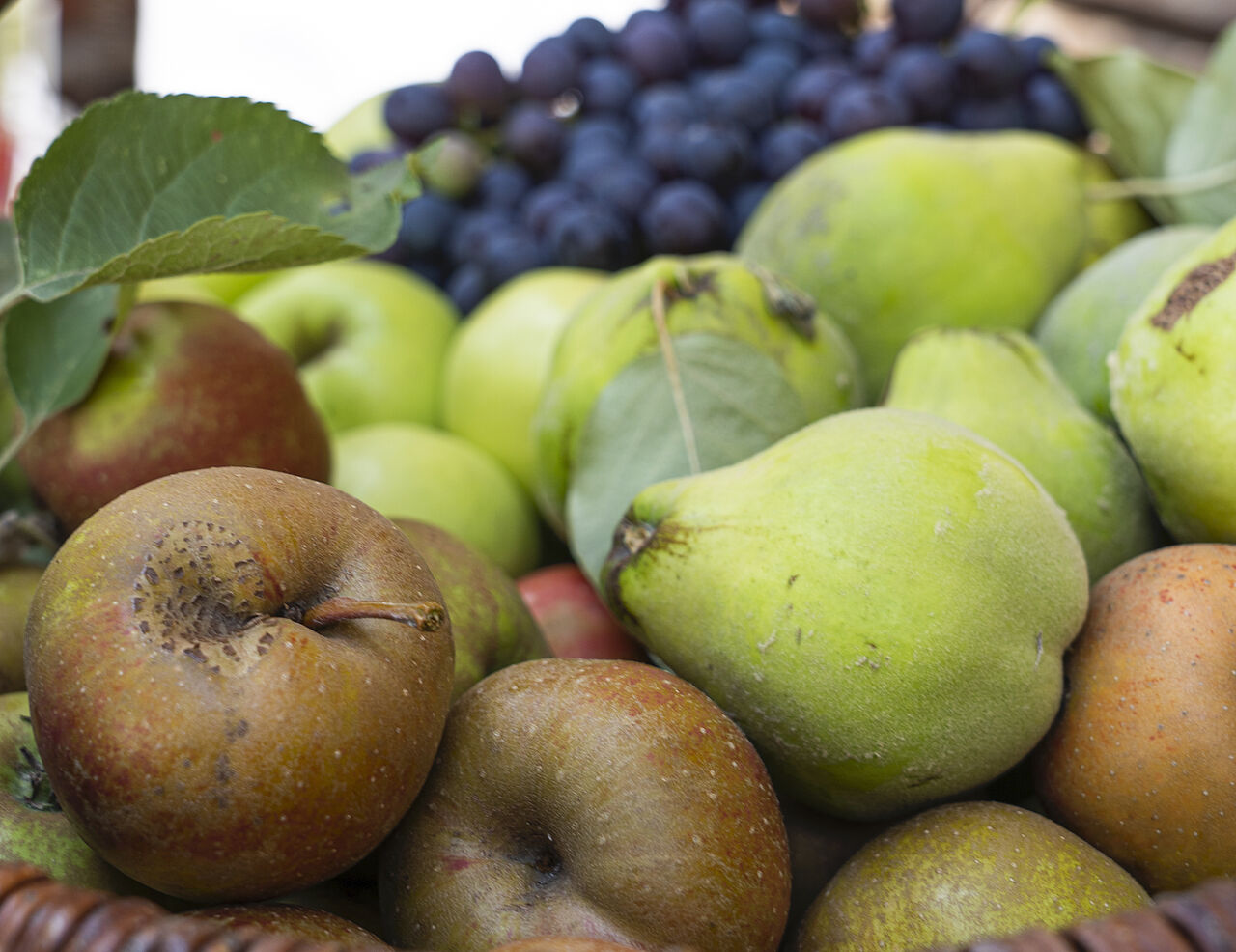 Äpfel- und Birnen-Ernte von einer Streuobstwiese
