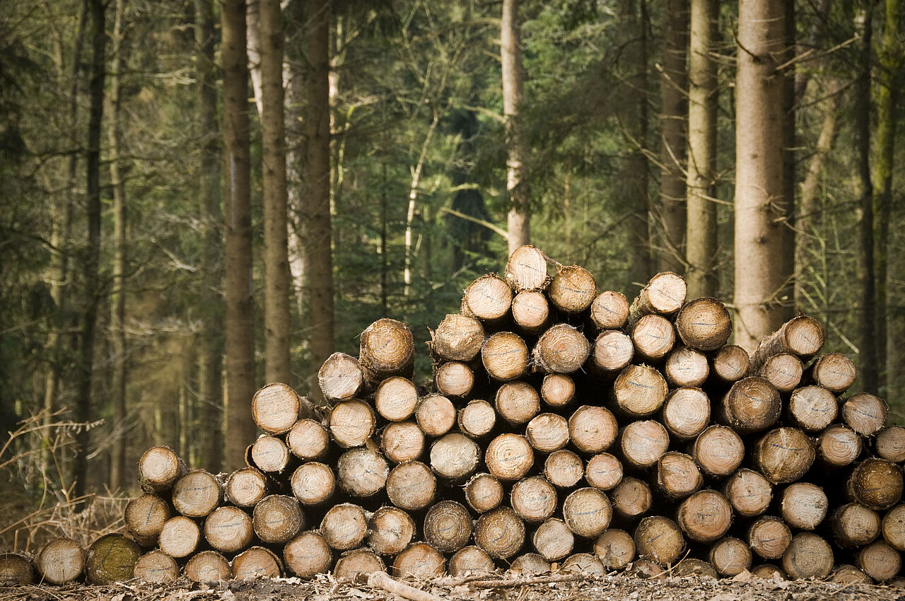 Holz ist ein nachwachsender Rohstoff