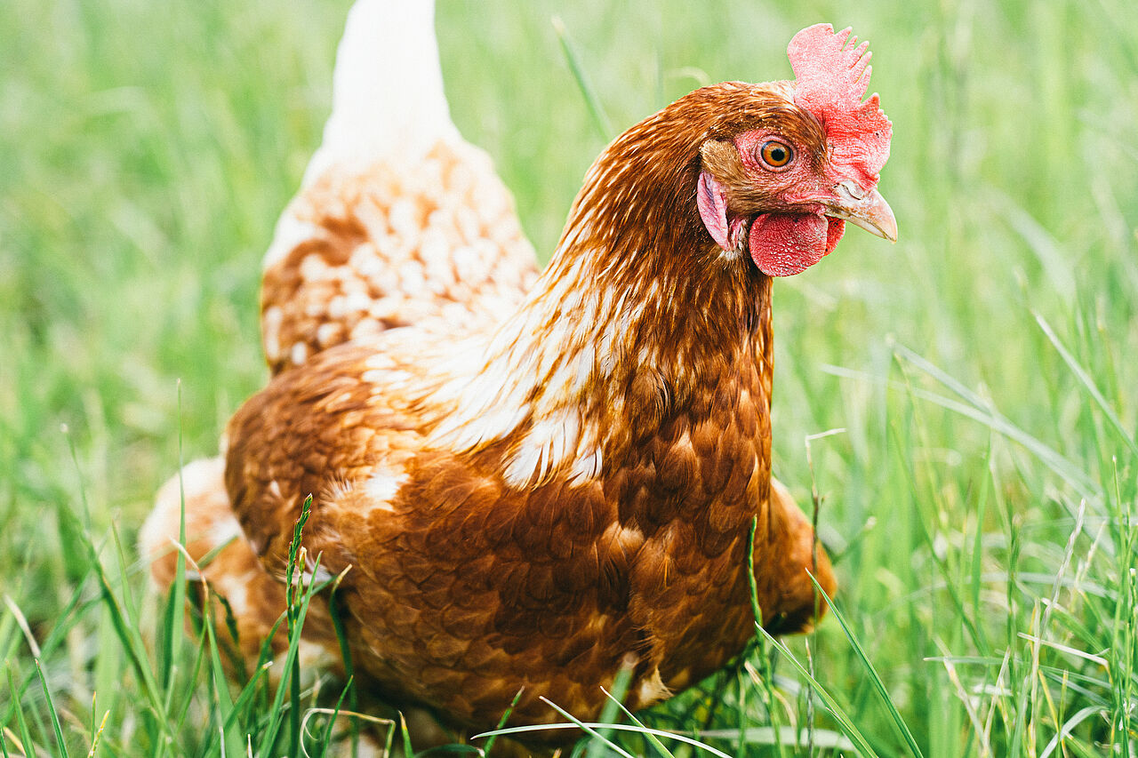 Geflügel Huhn im Freiland