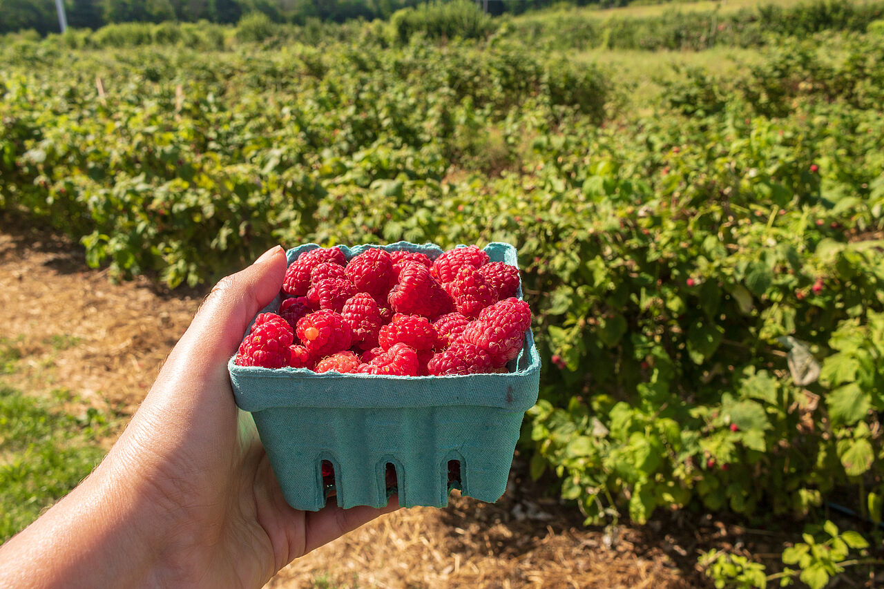 Frische Himbeeren sind gesund und schmecken nach Sommer Himbeeren enthalten viele gesunde Inhaltsstoffe