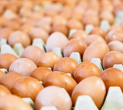 Eierproduktion in Deutschland