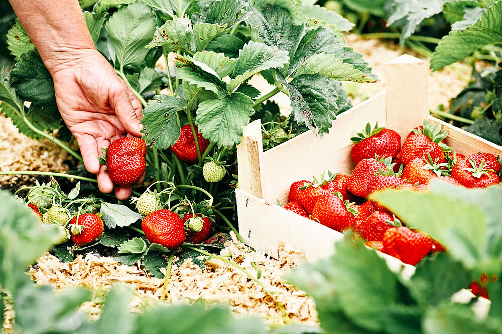 Regionale Erdbeeren frisch vom Feld