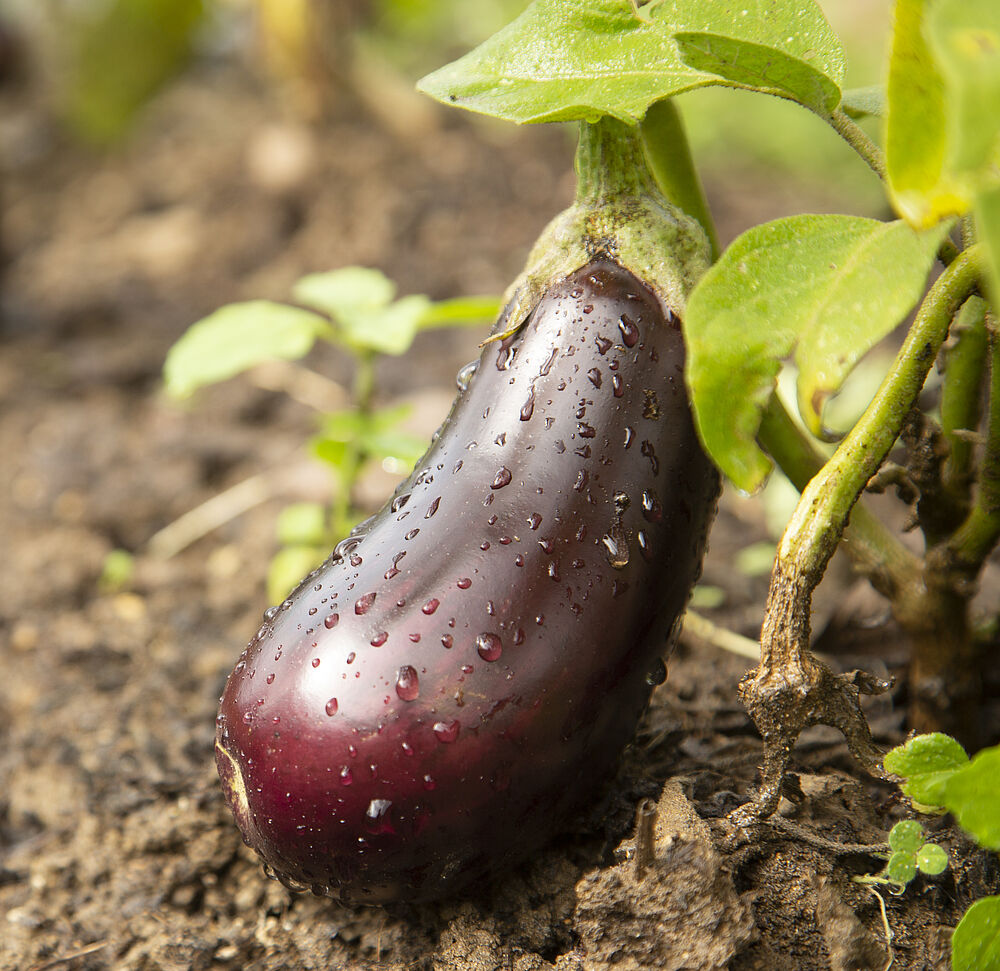 Reife Aubergine auf dem Acker