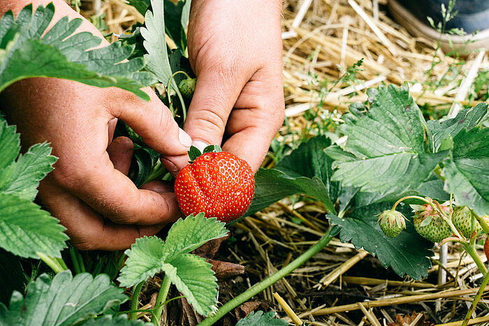 Erdbeeren pflücken auf einem Biolandhof in Nordrhein-Westfalen
