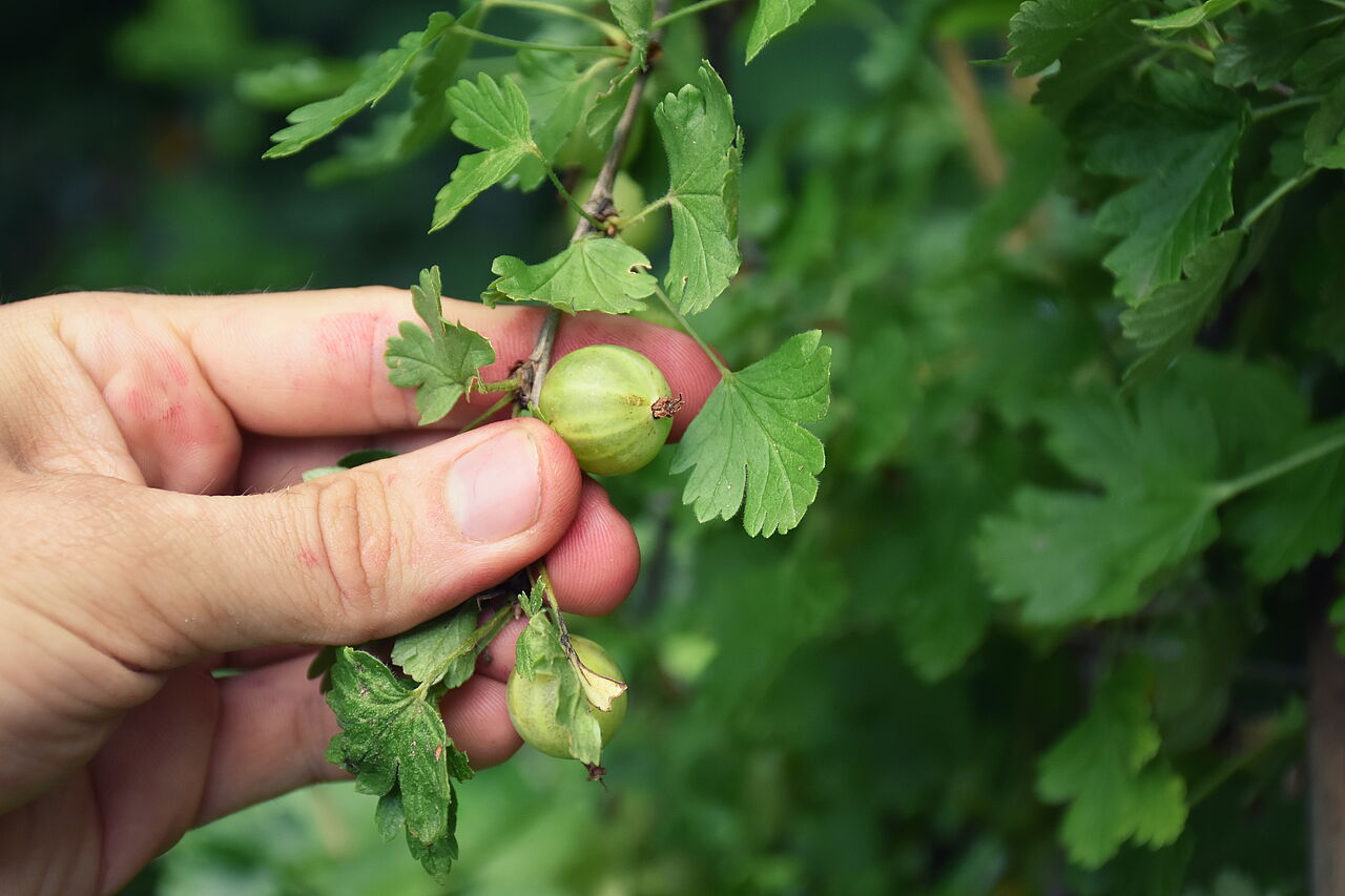 Grüne, unreife Stachelbeeren eignen sich für Torten und Marmelade Stachelbeeren sind unser heimisches Superfood