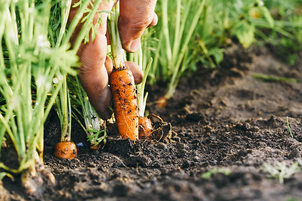 Frische, saftige Karotten bei der Ernte