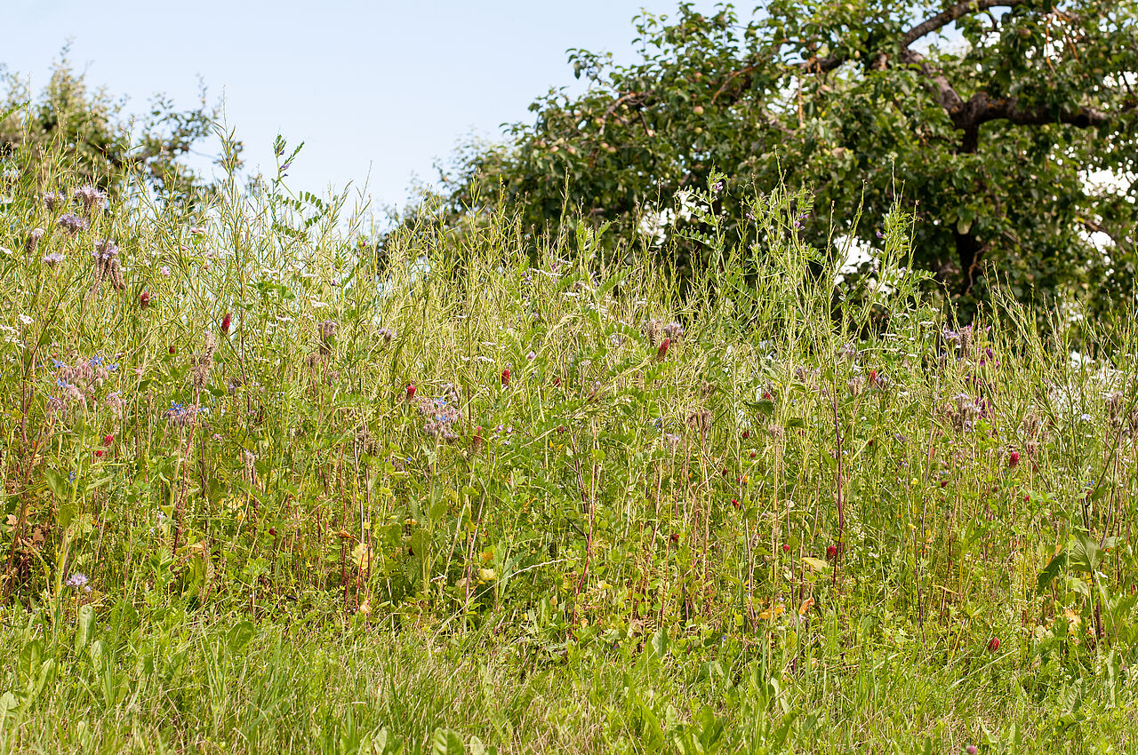 Verschiedene Kräuter auf einer Streuobstwiese