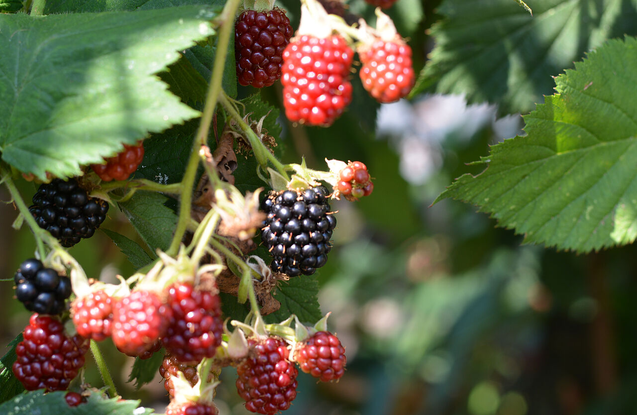 Brombeeren aus heimischen Anbau sind sehr saftig Brombeeren beenden die Beerensaison