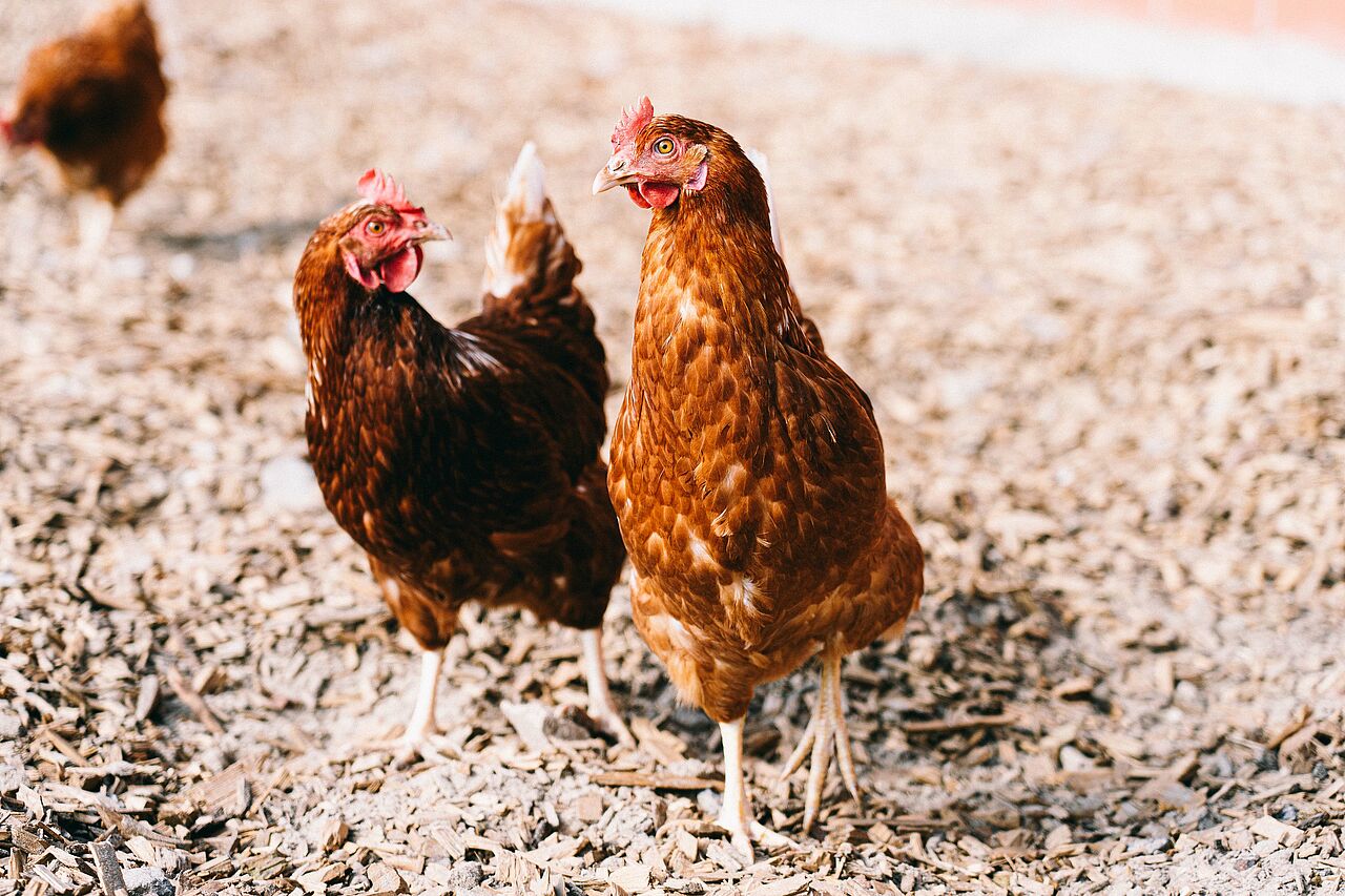 Freilandhuhn Freilandhuhn Eierzeugung Eier aus Freilandhaltung Nordrhein-Westfalen