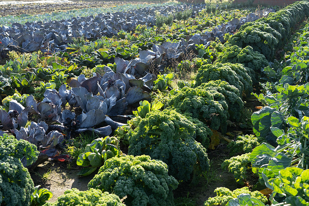 Viele Sorten des Kohls kurz vor der Ernte