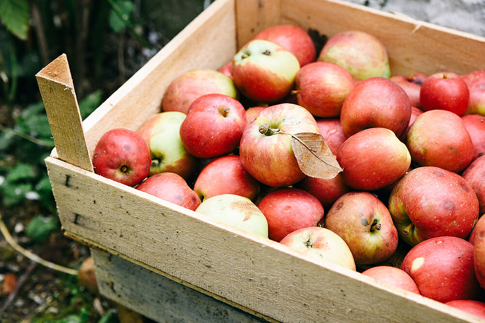 Äpfel enthalten viele wertvolle Inhaltsstoffe