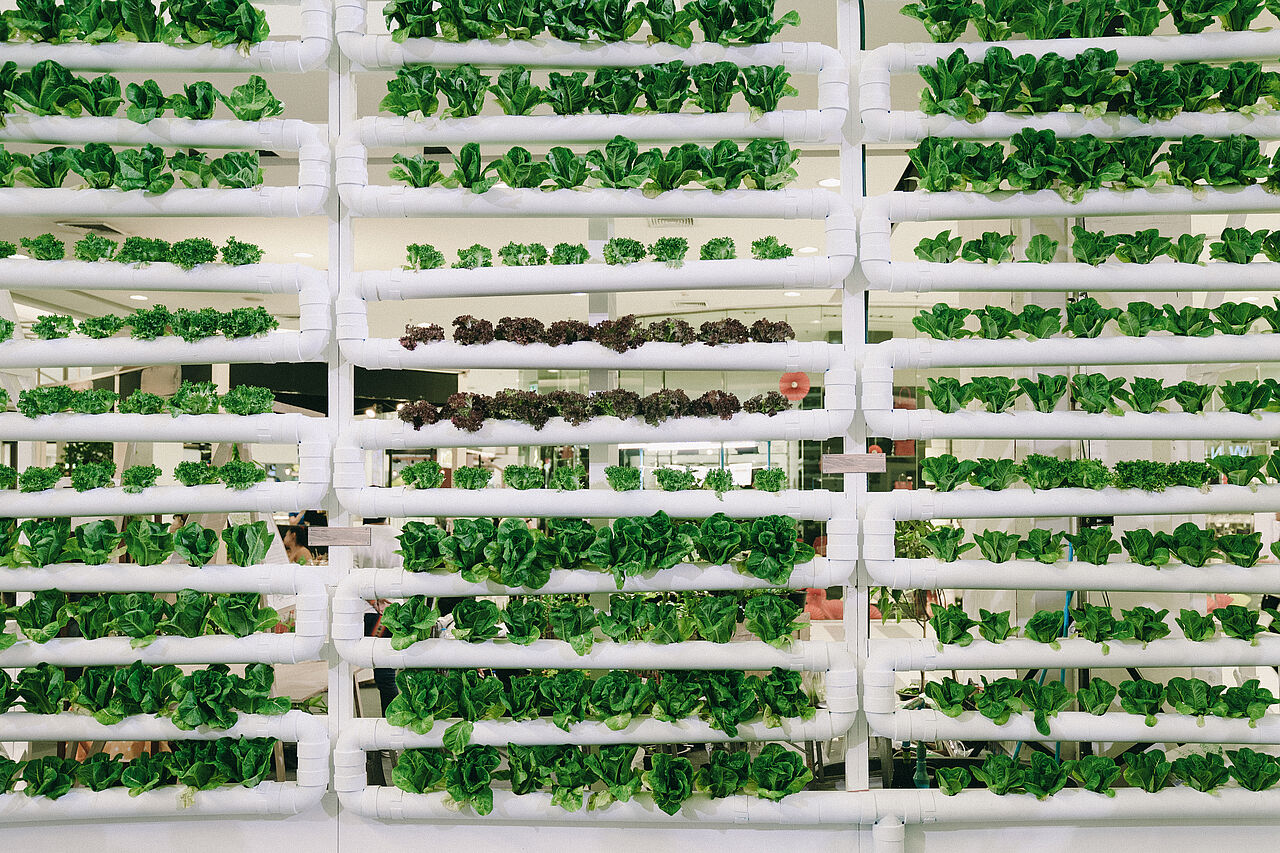 Die Nutrient Film Technique