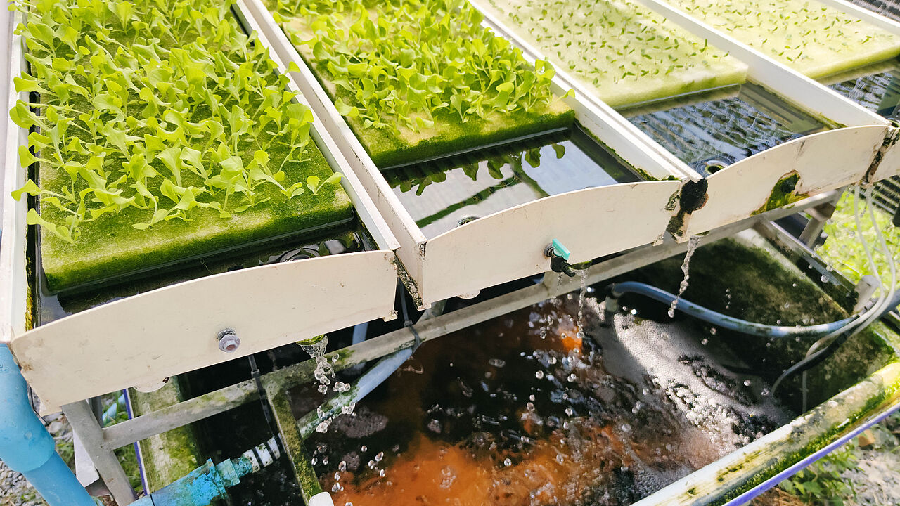 Ein Aquaponiksystem, das Fische in einem Wasserbecken und Pflanzen in einem erdlosen Anbausystem kombiniert. Die Pflanzen nutzen Nährstoffe aus dem Fischwasser und reinigen es, wodurch ein geschlossener, ressourcensparender Wasserkreislauf entsteht.