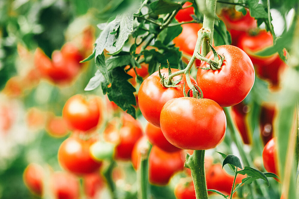 Tomaten werden in Deutschland meist im Gewächshaus angebaut