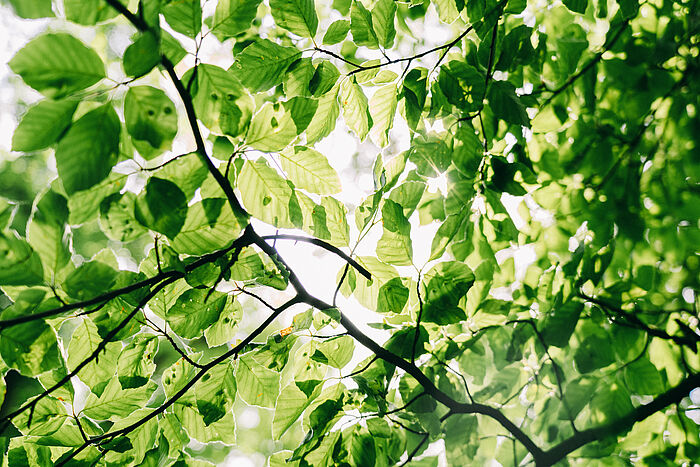 Gesunde Blätter als Grundstein gesunder Wälder