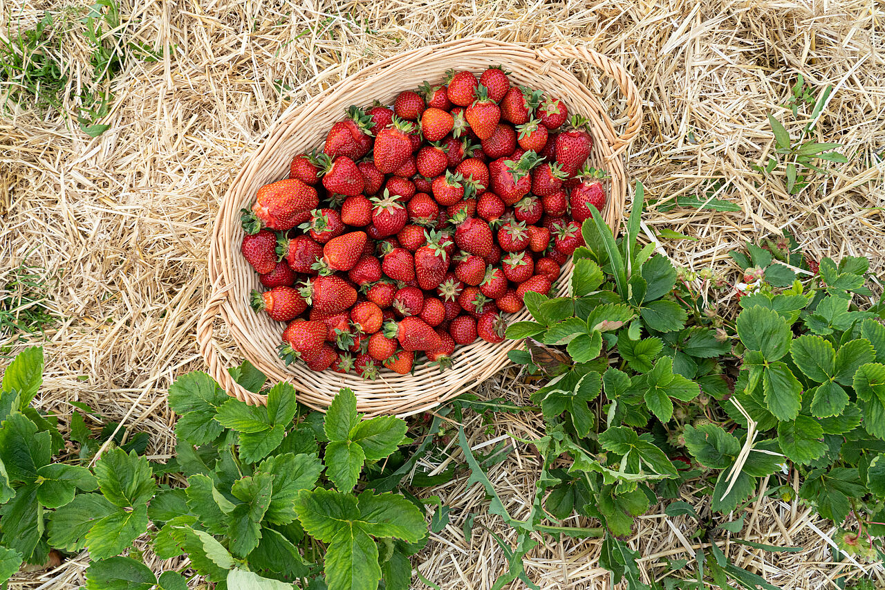 Erdbeersaison: Erdbeeren frisch vom Feld