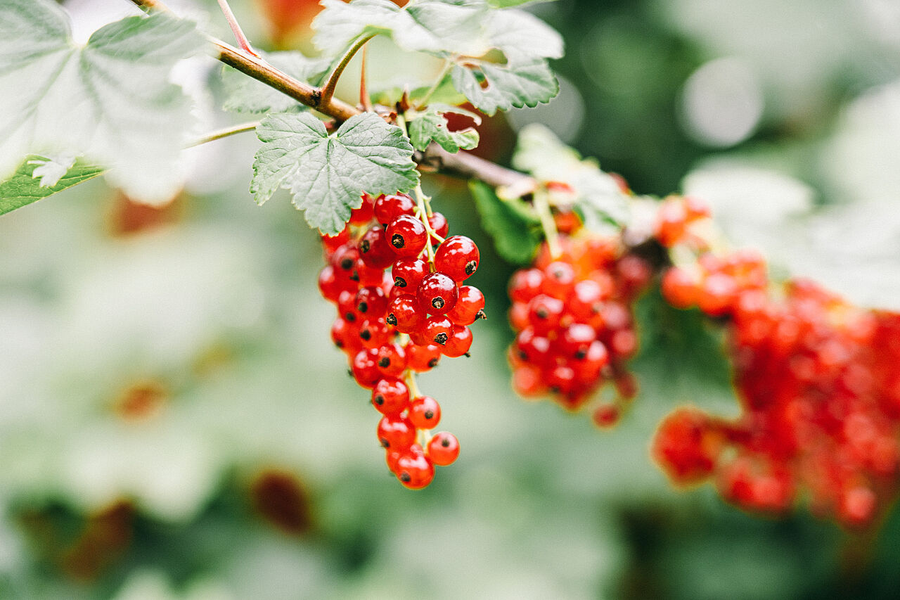Johannisbeeren enthalten besonders viel Vitamin C Die etwas säuerliche Johannisbeere punktet mit vielen Nährstoffen