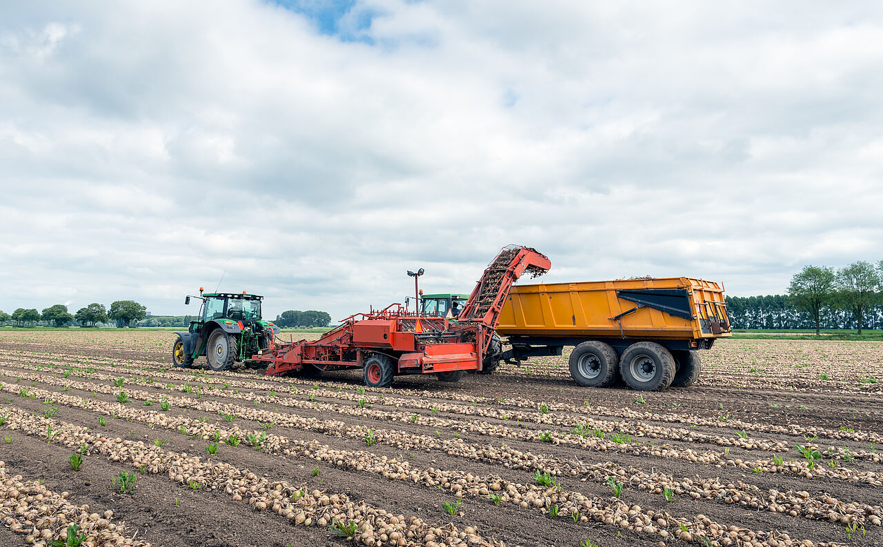 Zwiebelernte in der Landwirtschaft Zwiebelernte in der Landwirtschaft