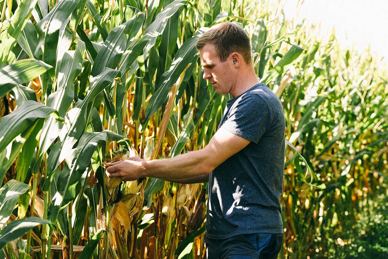 Alex Kleuter plant die Ernte des Mais