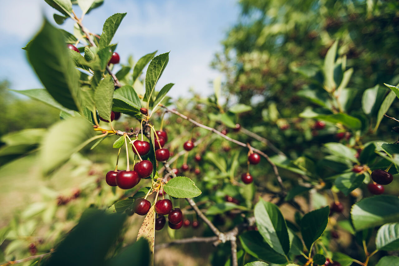 Alte Kirschsorte auf einer Streuobstwiese
