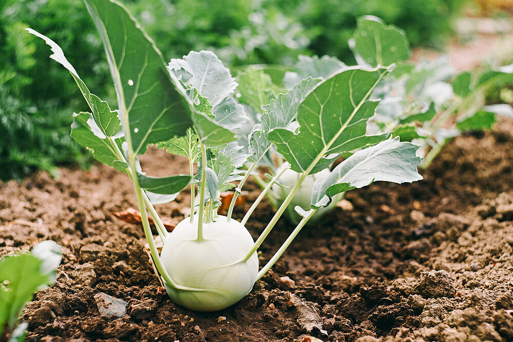 Frische Kohlrabi kurz vor der Ernte