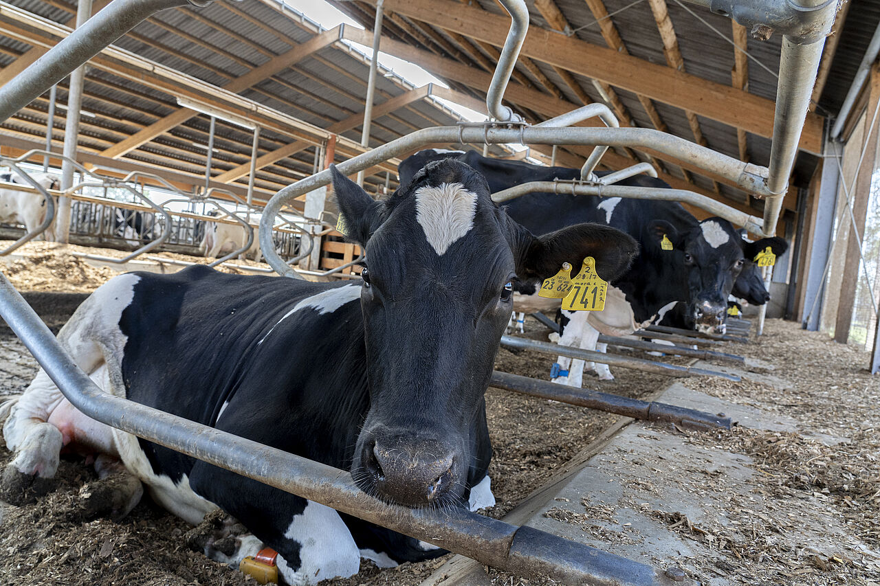 Landwirtschaft in Deutschland Haltung von Kühren 