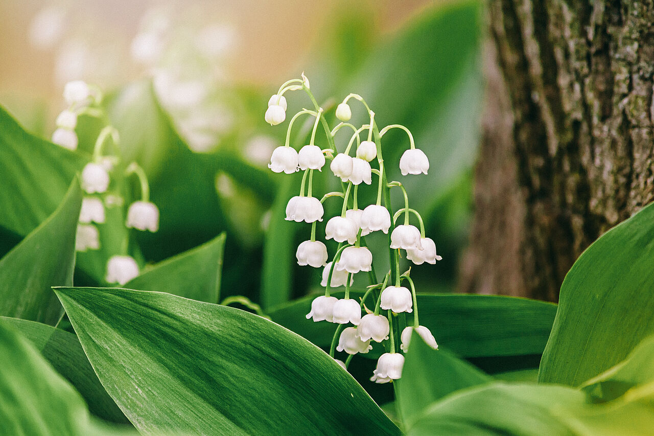 Bärlauch und was ihn so besonders macht Bärlauch und was ihn so besonders macht