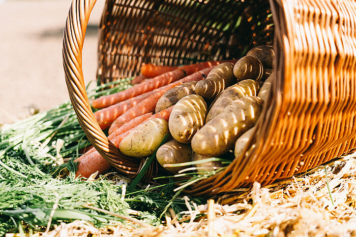 Kartoffeln und Karotten aus Biolandwirtschaft in Dortmund 