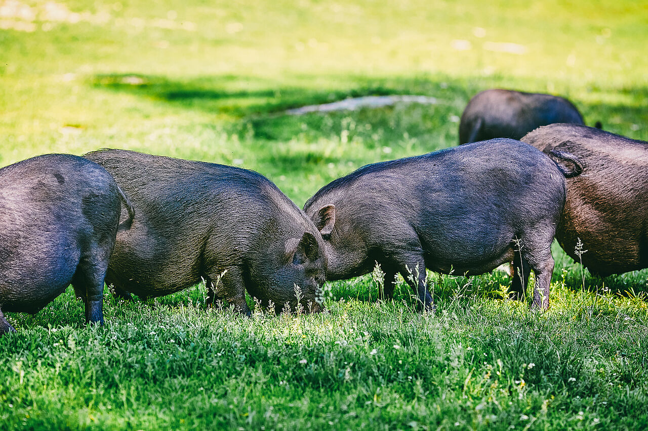Hängebauchschwein