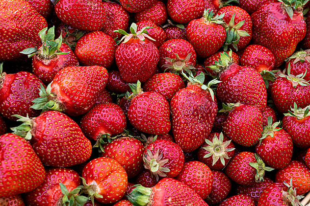 Bio Erdbeeren von einem Bioland-Betrieb Landwirtschaft in Nordrhein-Westfalen