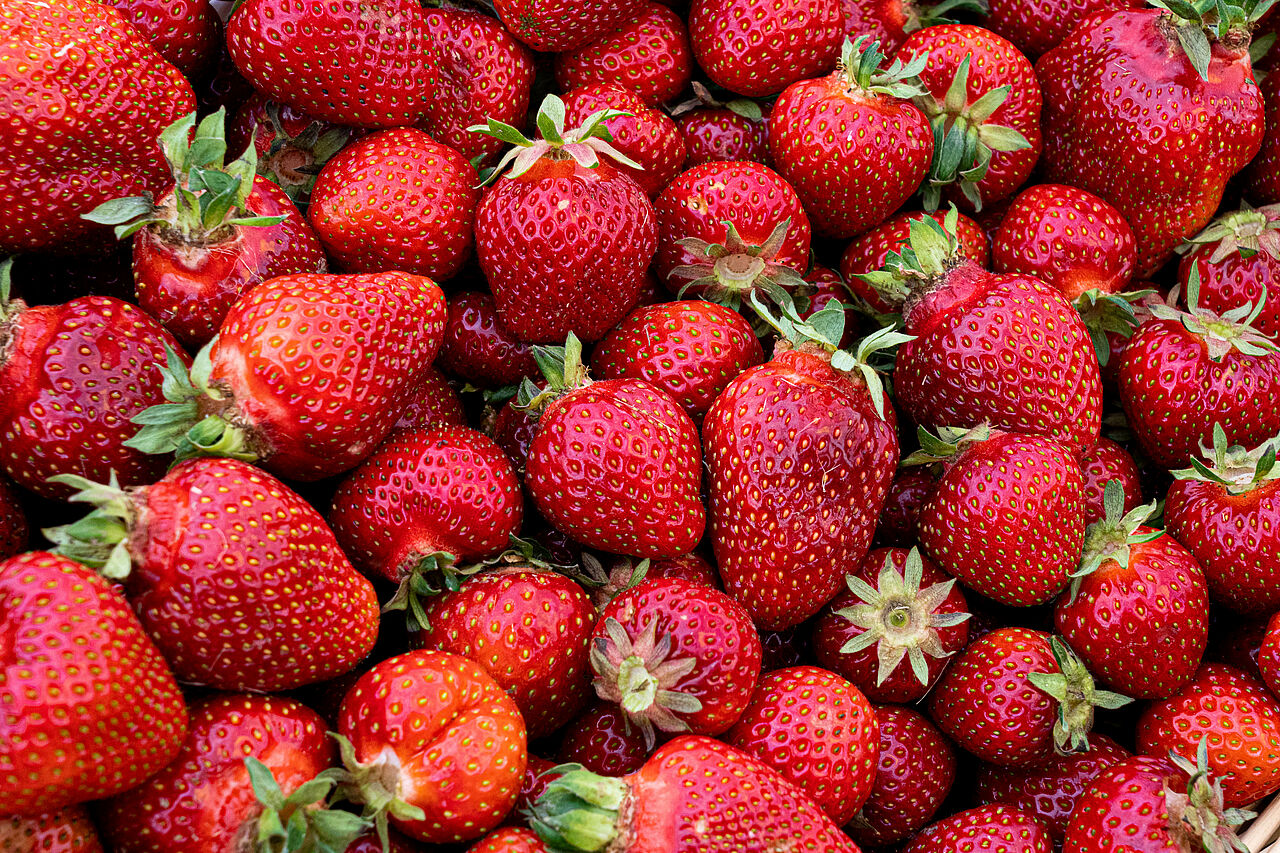  Frische Erdbeeren in der Erdbeersaison