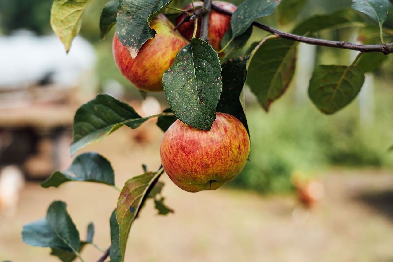 Apfel an einem Ast Apfel an einem Ast