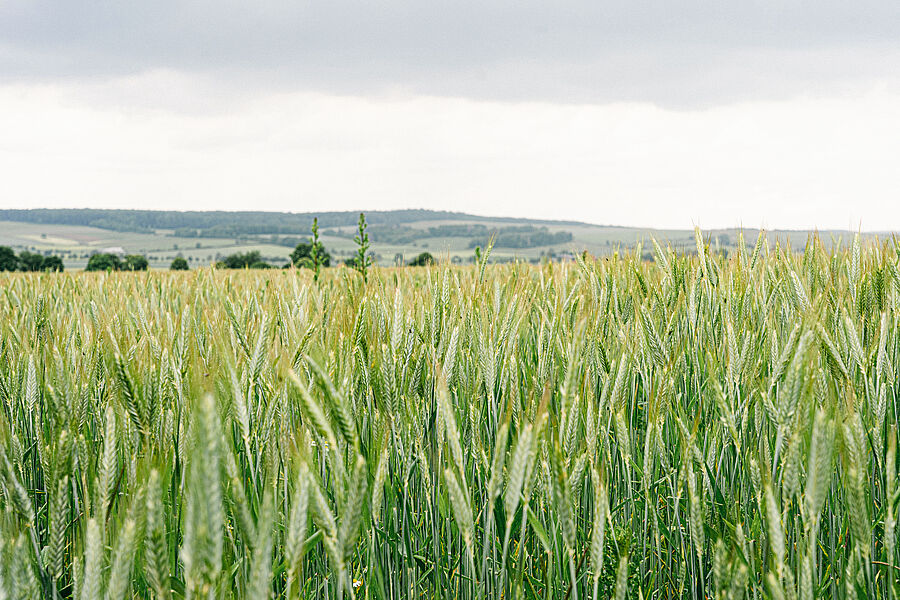 Feld mit Getreide in Deutschland