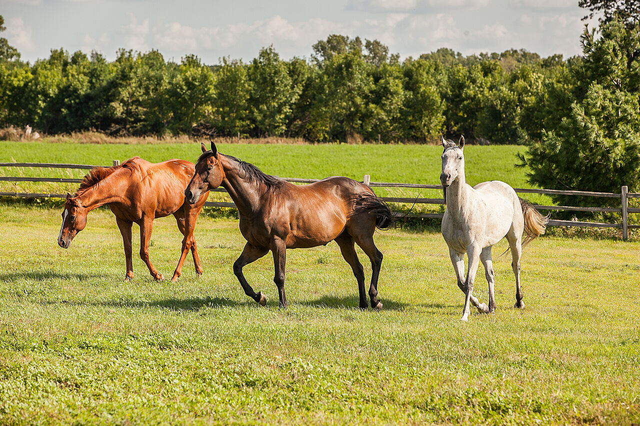 Pferde werde für Sport, Freizeit und Arbeitseinsätze gezüchtet.