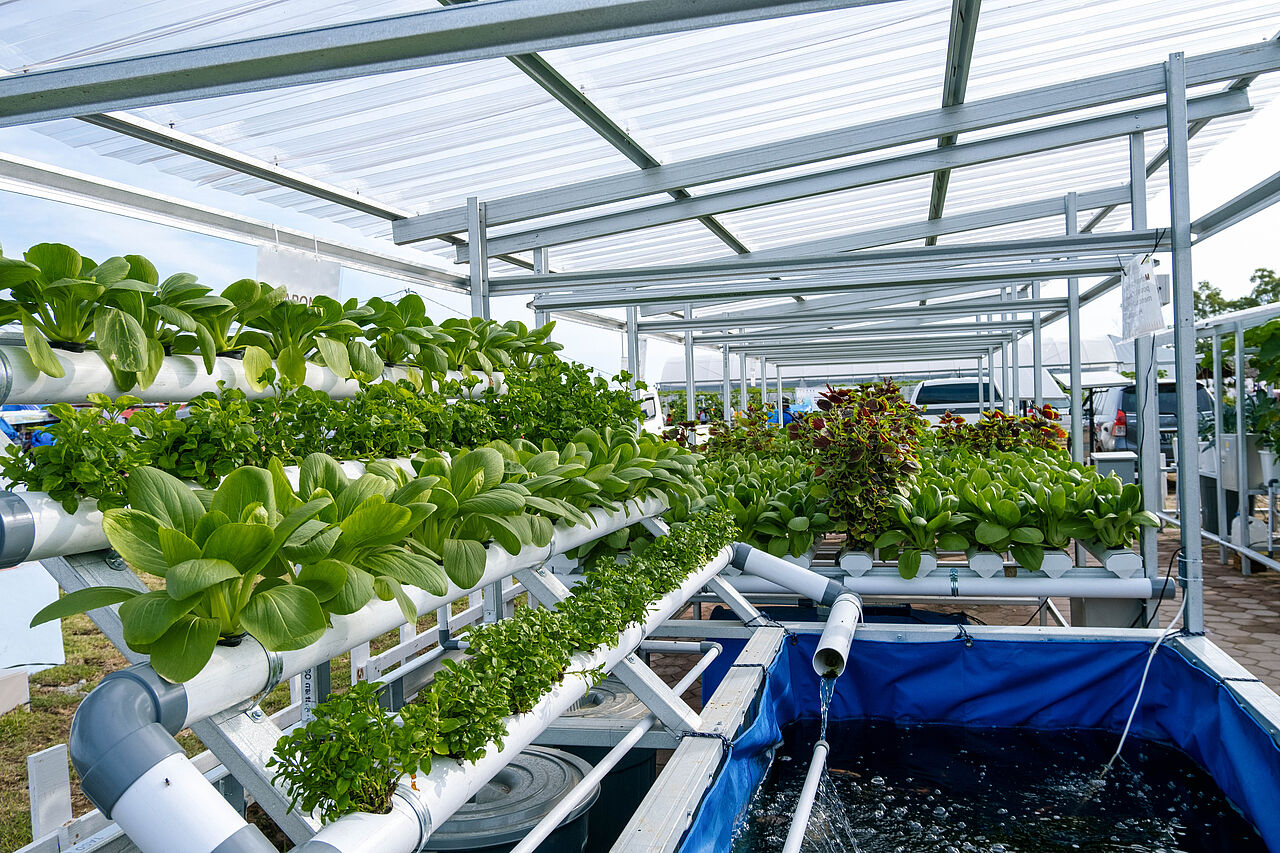 In einem Aquaponik–System angebaute Pflanzen