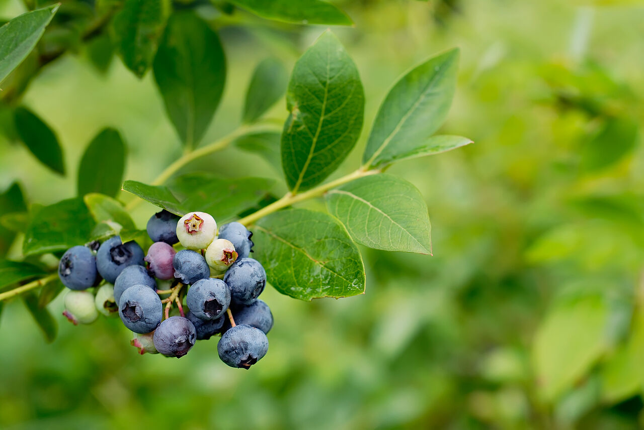 Heidelbeeren enthalten wertvolle Antioxidantien Blaubeeren oder Heidelbeeren sind ein gesunder und leckerer Snack