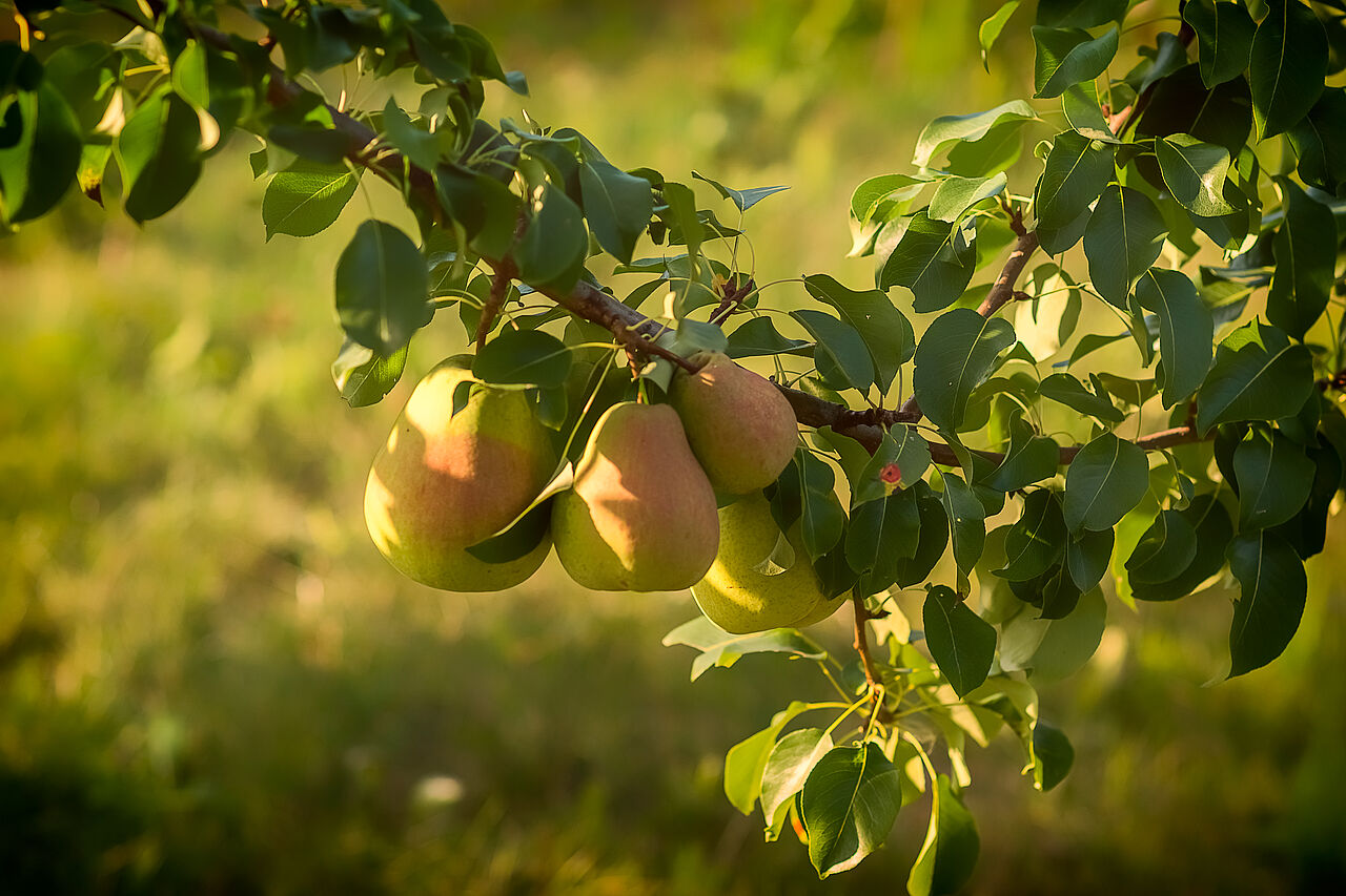 Alte Birnensorten sind ein typisches Obst auf Streuobstwiesen